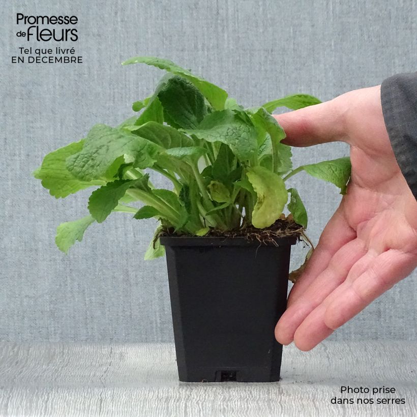 Exemplar von Fingerhut Pam s Choice - Digitalis purpurea Kleine Töpfe von 8/9 cm wie im Winter geliefert