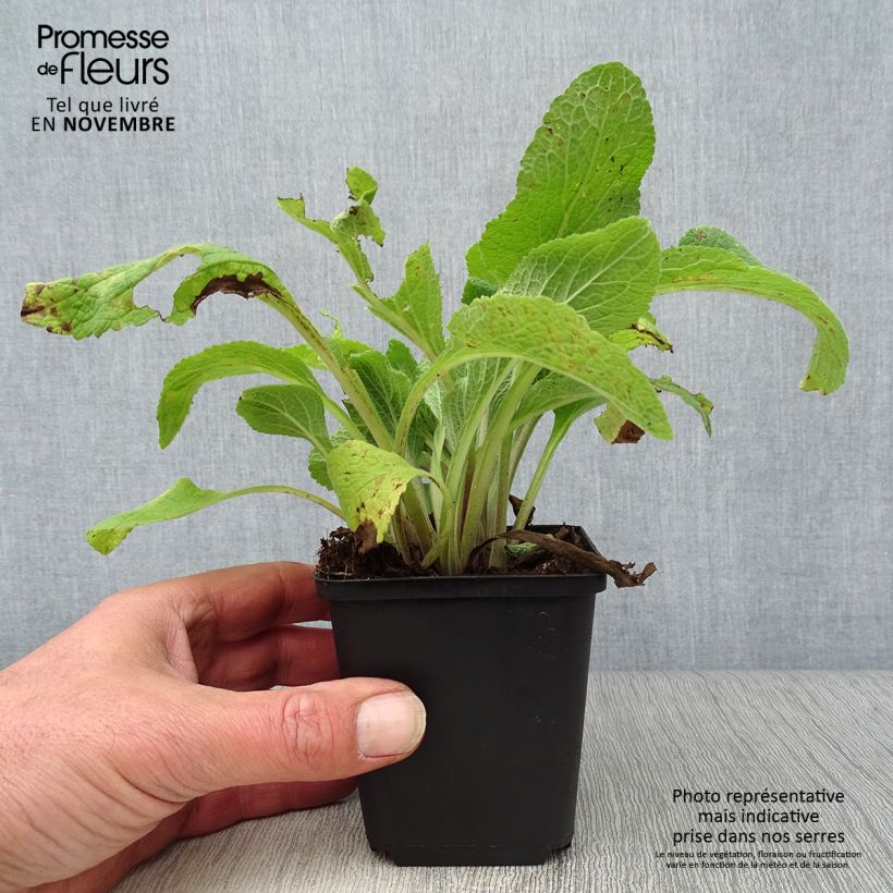 Exemplar von Fingerhut Pam s Choice - Digitalis purpurea Kleine Töpfe von 8/9 cm wie im Herbst geliefert