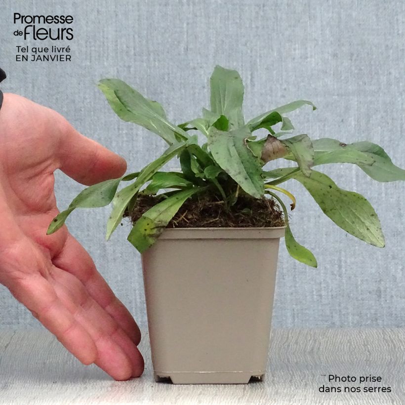 Exemplar von Fingerhut Spice Island - Digitalis Kleine Töpfe von 8/9 cm wie im Winter geliefert