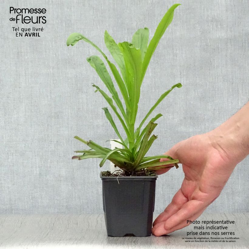 Exemplar von Fingerhut Spice Island - Digitalis Kleine Töpfe von 8/9 cm wie im Frühjahr geliefert