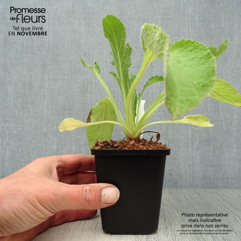 Exemplar von Fingerhut Alba - Digitalis purpurea Kleine Töpfe von 8/9 cm wie im Herbst geliefert