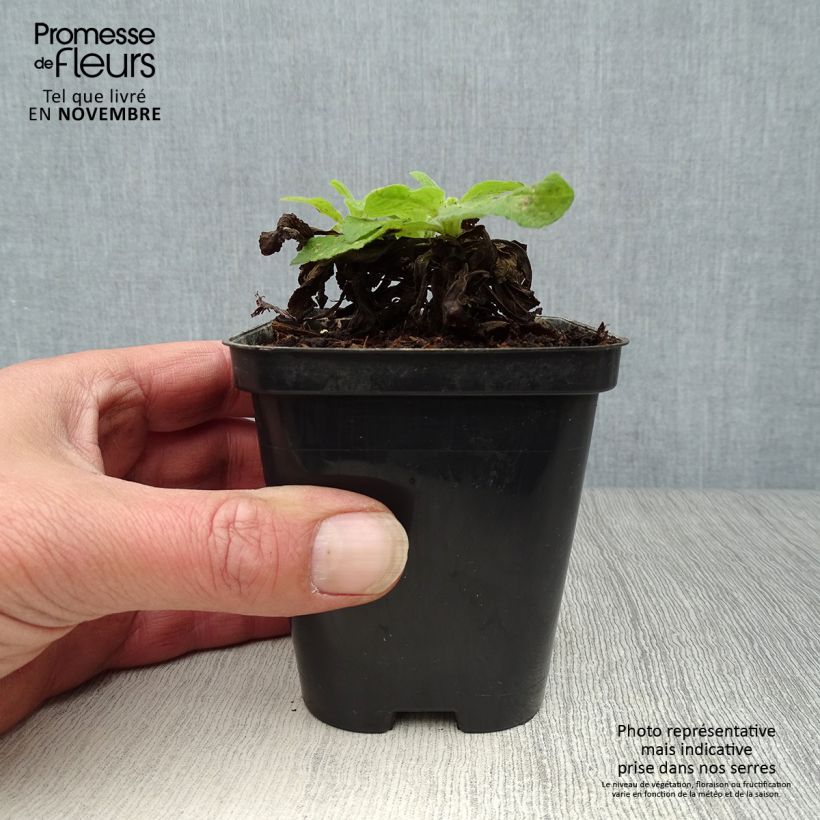 Exemplar von Fingerhut Snow Thimble - Digitalis purpurea Kleine Töpfe von 8/9 cm wie im Herbst geliefert