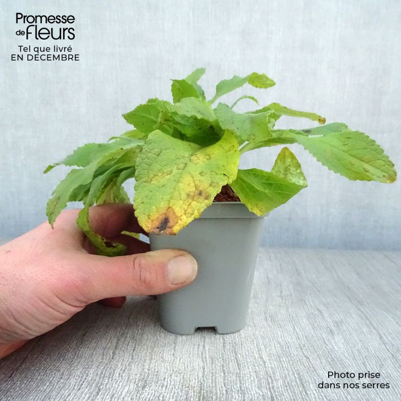 Exemplar von Fingerhut Snow Thimble - Digitalis purpurea Kleine Töpfe von 8/9 cm wie im Winter geliefert