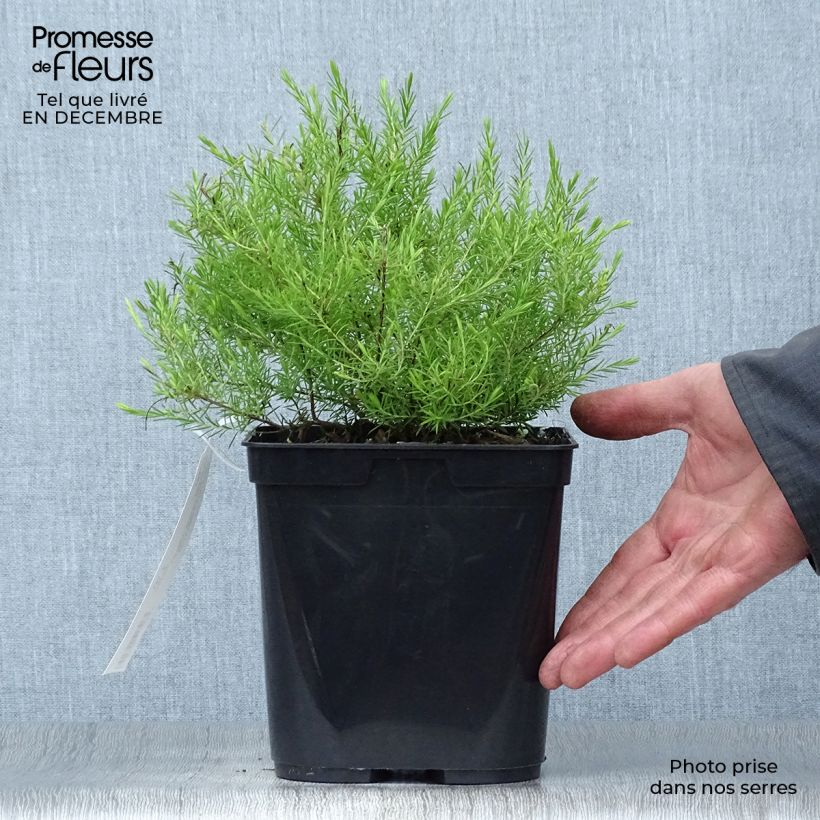 Exemplar von Diosma hirsuta Sunset Gold - Götterduft Topf mit 2L/3L wie im Winter geliefert