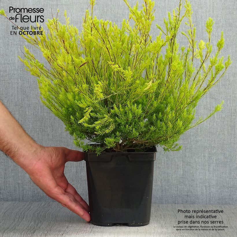 Exemplar von Diosma hirsuta Sunset Gold - Götterduft Topf mit 2L/3L wie im Herbst geliefert