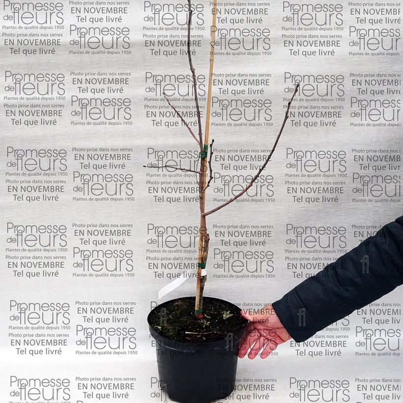 Beispiel eines Exemplars von Virginische Dattelpflaume SAA Pieper - Diospyros virginiana Topf mit 4L/5L wie geliefert