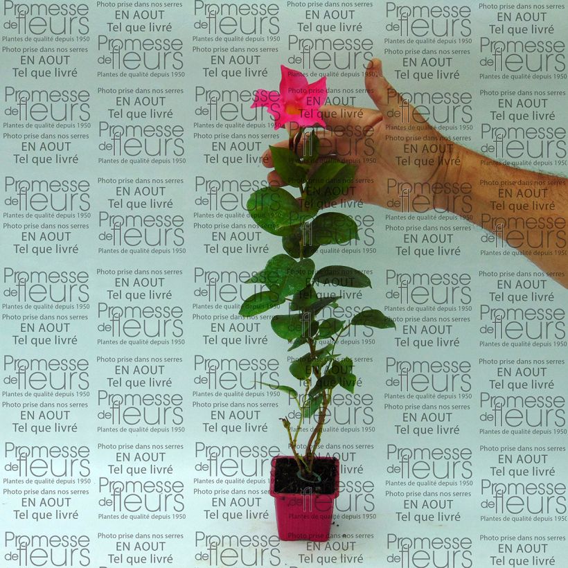 Beispiel eines Exemplars von Dipladenia Diamantina Jade Pink - Mandevilla Kleine Töpfe von 7/8 cm wie geliefert