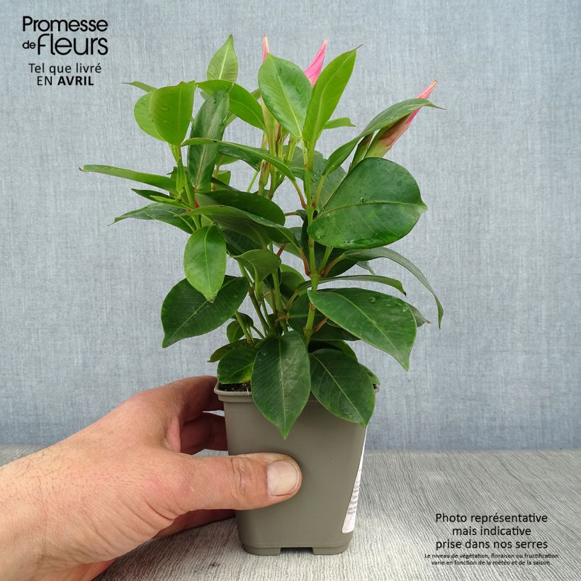 Exemplar von Dipladenia Diamantina Jade Pink - Mandevilla Topf 10 cm/11cm wie im Frühjahr geliefert
