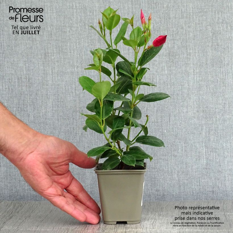 Exemplar von Dipladenia Diamantina Jade Red - Mandevilla Topf mit 2L/3L wie im Sommer geliefert