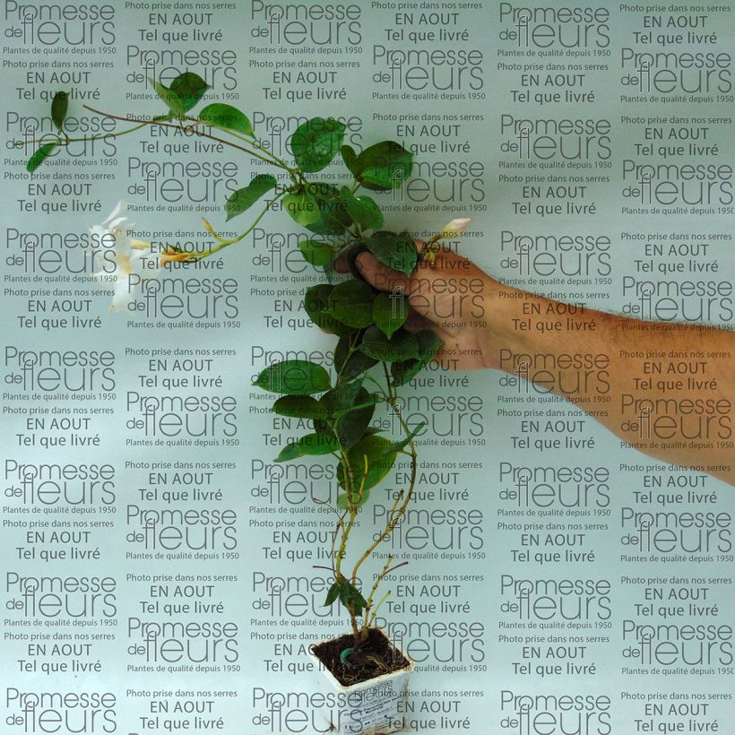 Beispiel eines Exemplars von Dipladenia DiamantinaJade White - Mandevilla Kleine Töpfe von 7/8 cm wie geliefert