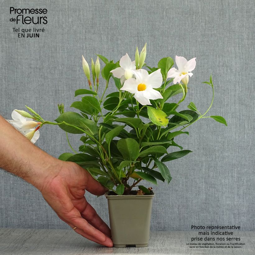 Exemplar von Dipladenia DiamantinaJade White - Mandevilla Topf 10 cm/11cm wie im Sommer geliefert
