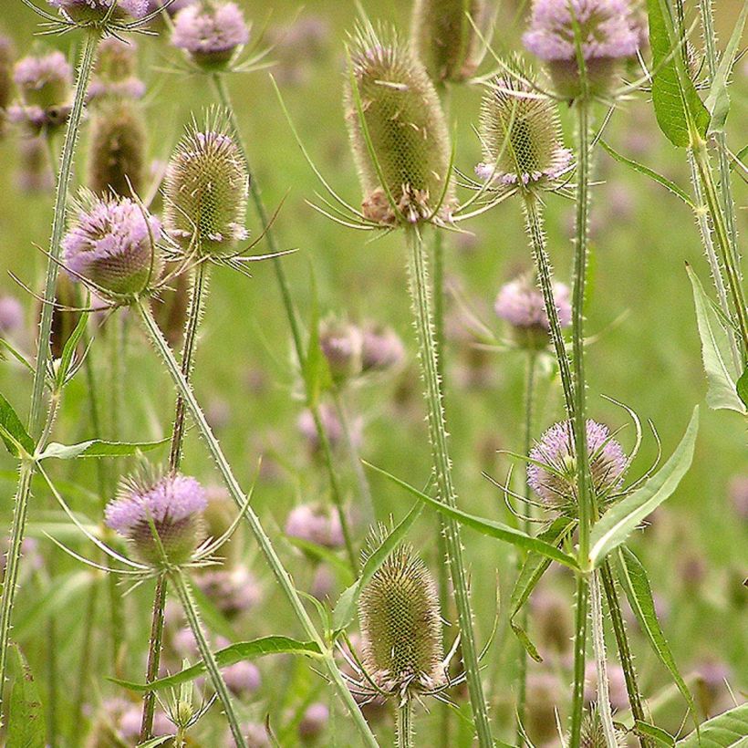 Dipsacus fullonum - Wilde Karde (Blüte)