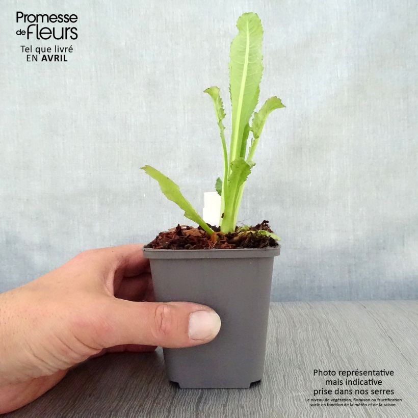 Exemplar von Dipsacus fullonum - Wilde Karde Kleine Töpfe von 8/9 cm wie im Frühjahr geliefert