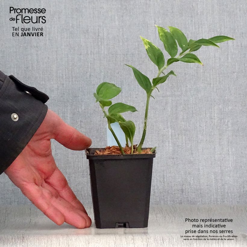 Exemplar von Disporopsis pernyi - Immergrünes Salomonssiegel Kleine Töpfe von 8/9 cm wie im Winter geliefert