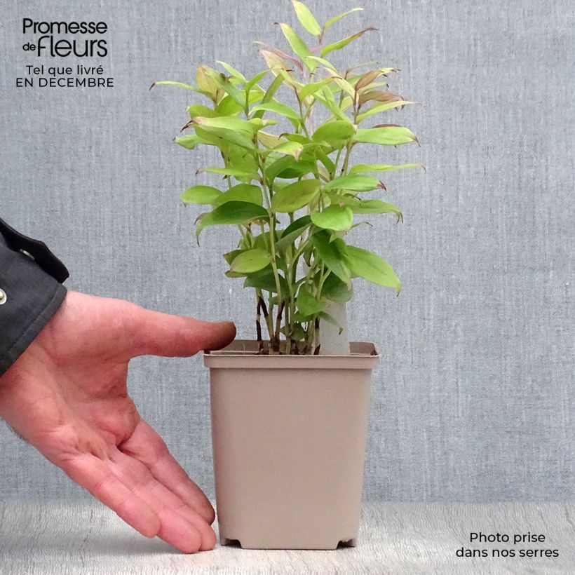 Exemplar von Disporum cantoniense Green Giant - Feenglöckchen Topf 10 cm/11cm wie im Winter geliefert