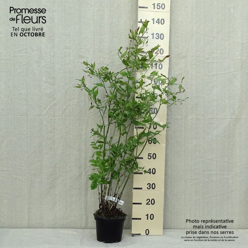 Exemplar von Disporum cantoniense Green Giant - Feenglöckchen Topf mit 3L/4L wie im Herbst geliefert