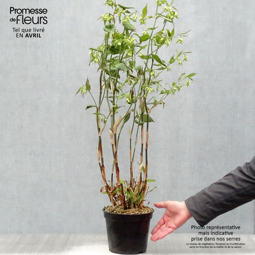 Exemplar von Disporum cantoniense Green Giant - Feenglöckchen Topf mit 3L/4L wie im Frühjahr geliefert