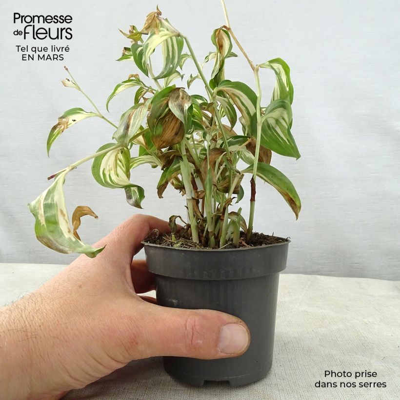 Exemplar von Disporum cantoniense Moonlight - Feenglöckchen Kleine Töpfe von 8/9 cm wie im Frühjahr geliefert