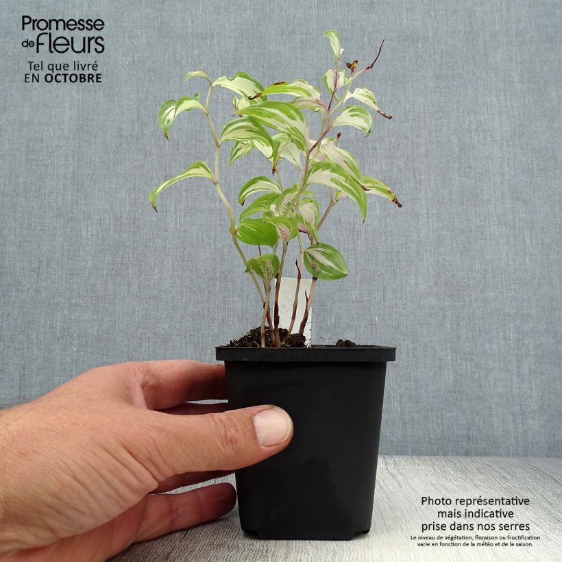 Exemplar von Disporum cantoniense Moonlight - Feenglöckchen Kleine Töpfe von 8/9 cm wie im Herbst geliefert