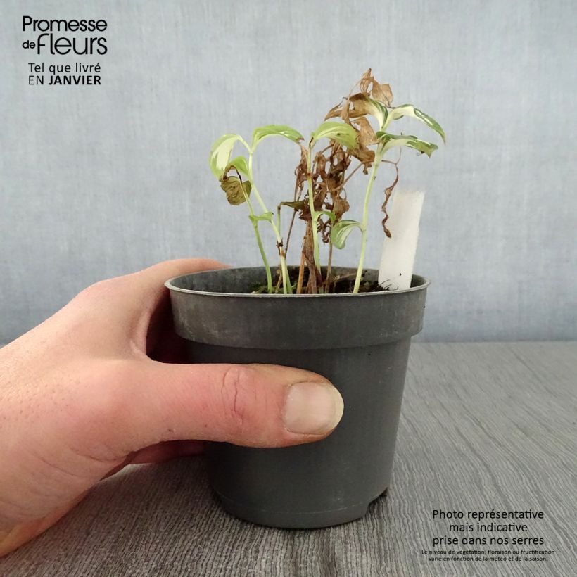 Exemplar von Disporum cantoniense Moonlight - Feenglöckchen Kleine Töpfe von 8/9 cm wie im Winter geliefert