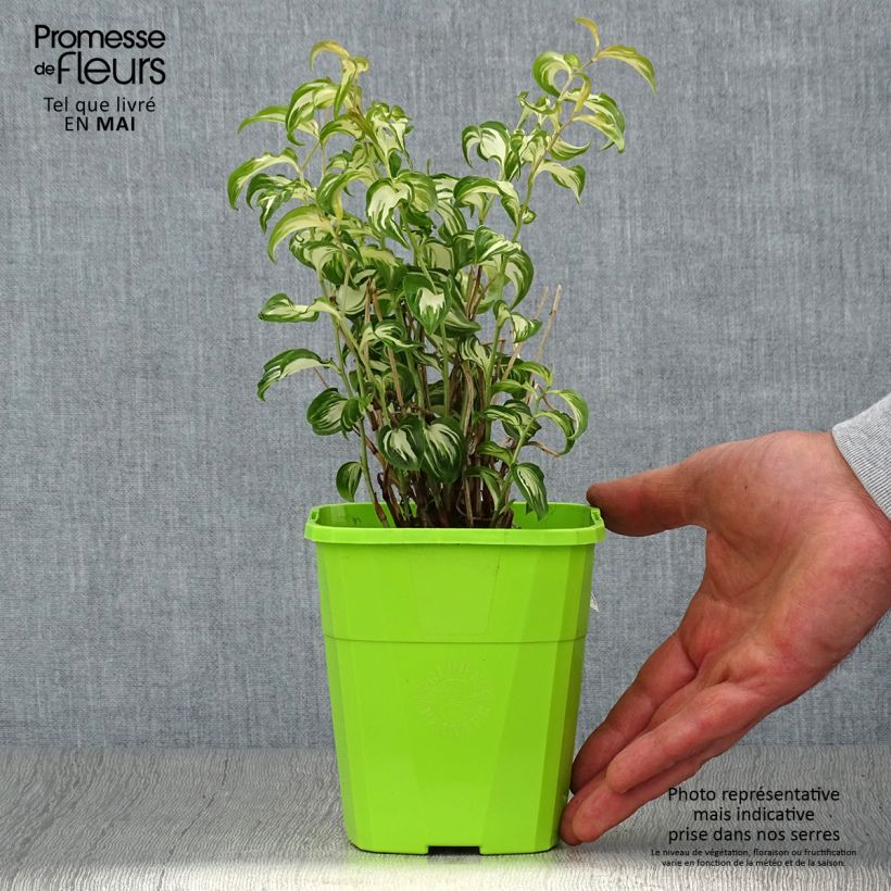 Exemplar von Disporum cantoniense Moonlight - Feenglöckchen Topf mit 1,5L/2L wie im Frühjahr geliefert