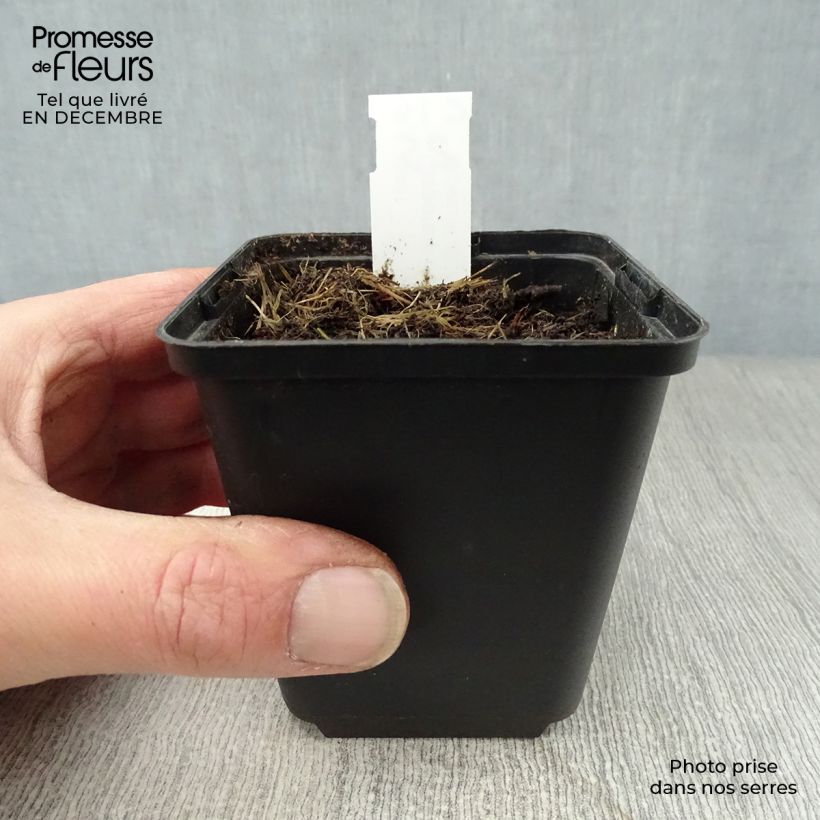 Exemplar von Disporum uniflorum - Feenglöckchen Kleine Töpfe von 8/9 cm wie im Winter geliefert