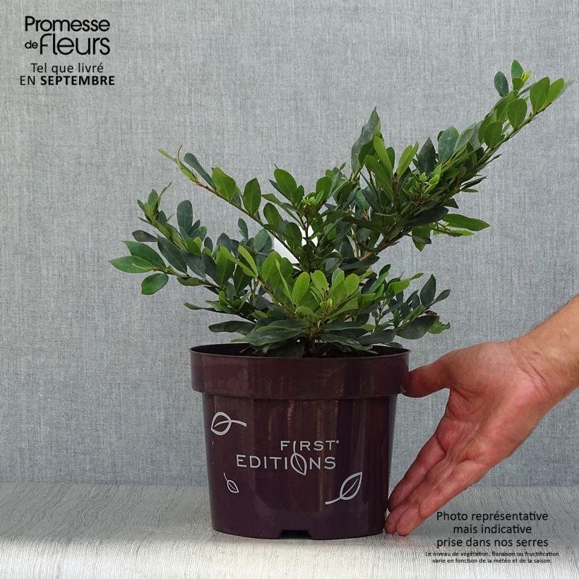 Exemplar von Traubiger Zweiggriffel Coppertone - Distylium Topf mit 2L/3L wie im Herbst geliefert