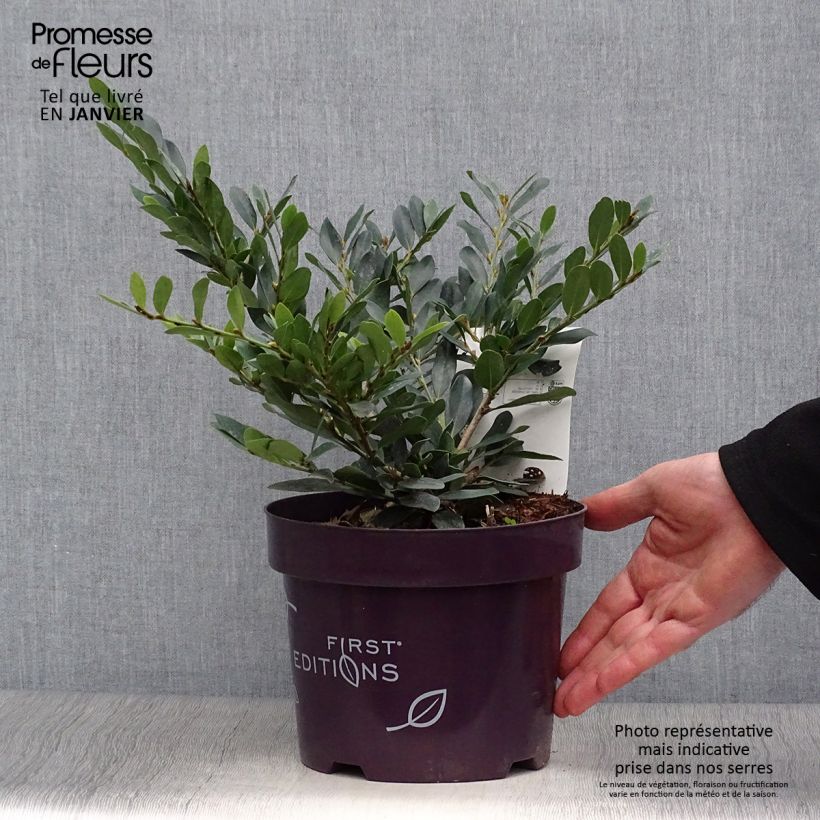 Exemplar von Traubiger Zweiggriffel Coppertone - Distylium Topf mit 2L/3L wie im Winter geliefert