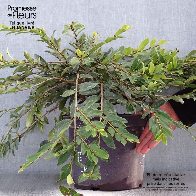 Exemplar von Traubiger Zweiggriffel Vintage Jade - Distylium Topf mit 7,5L/10L wie im Winter geliefert