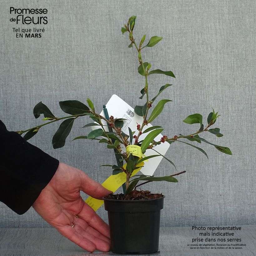 Exemplar von Traubiger Zweiggriffel Vintage Jade - Distylium Kleine Töpfe von 8/9 cm wie im Frühjahr geliefert