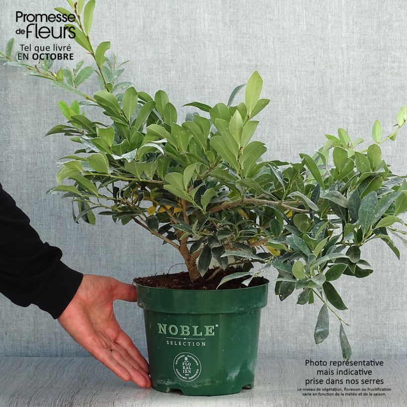 Exemplar von Traubiger Zweiggriffel Blue Cascade - Distylium Topf mit 4L/5L wie im Herbst geliefert