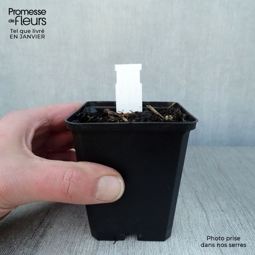 Exemplar von Götterblume Rotlicht - Dodecatheon jeffreyi Kleine Töpfe von 8/9 cm wie im Winter geliefert