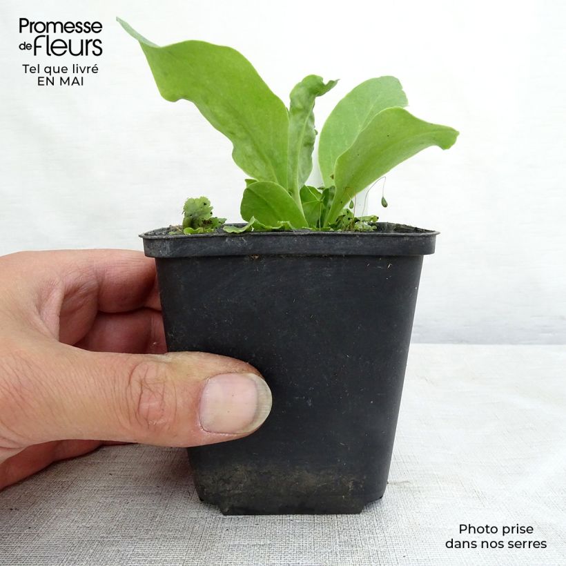 Exemplar von Götterblume - Dodecatheon meadia Kleine Töpfe von 8/9 cm wie im Frühjahr geliefert