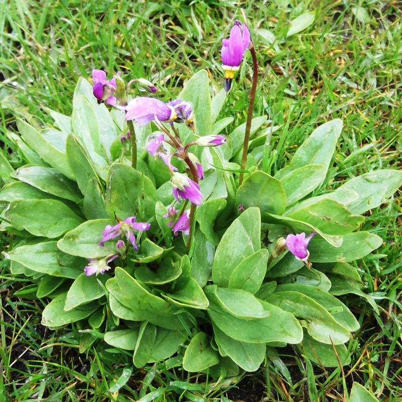 Dodecatheon pulchellum Red Wings - Götterblume (Hafen)
