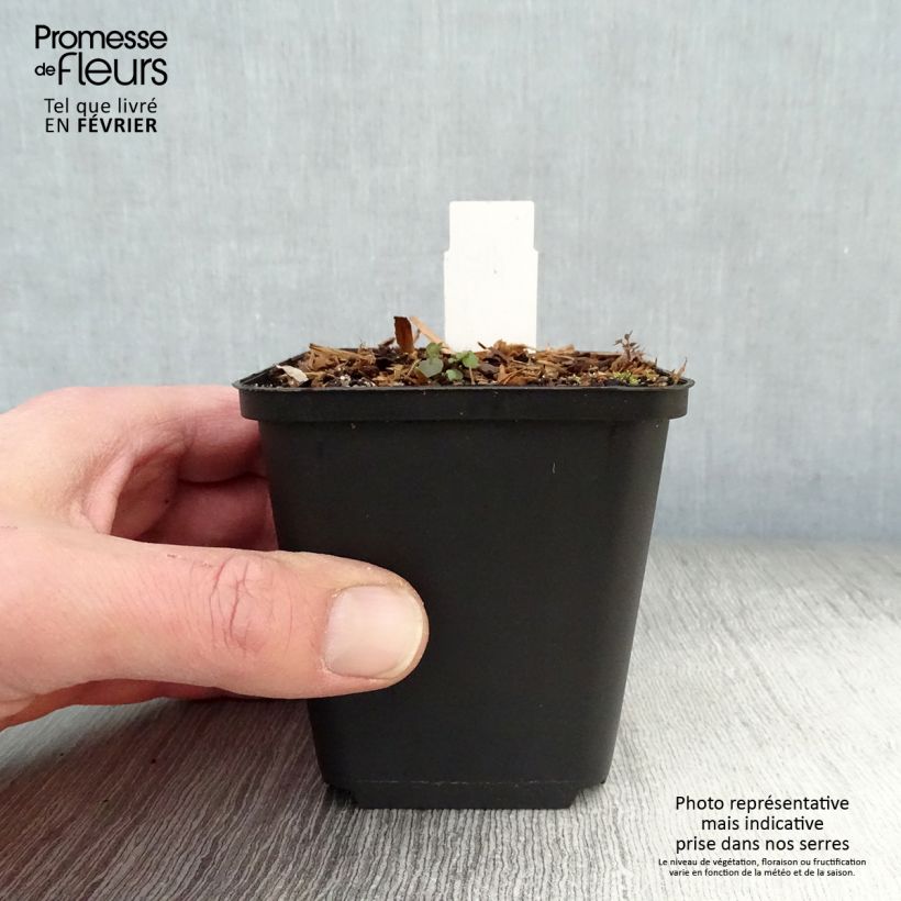 Exemplar von Dodecatheon pulchellum Red Wings - Götterblume Kleine Töpfe von 8/9 cm wie im Winter geliefert