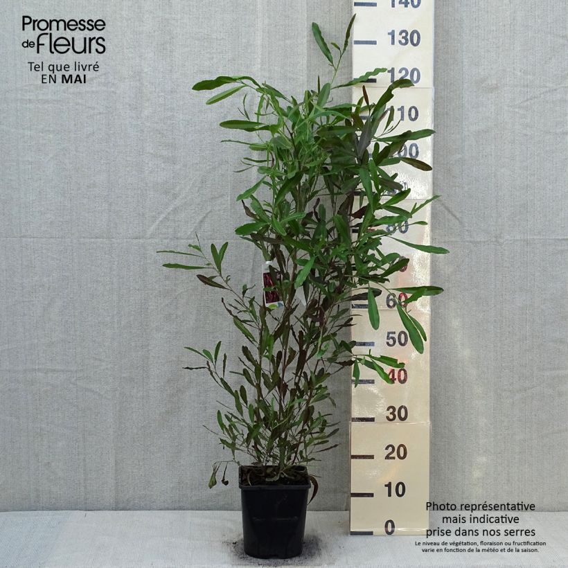 Exemplar von Dodonaea viscosa Purpurea - Australischer Hopfen Topf mit 3L/4L wie im Frühjahr geliefert