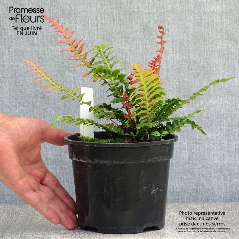 Exemplar von Doodia aspera Rough Ruby - Raspelfarn Topf mit 2L/3L wie im Sommer geliefert
