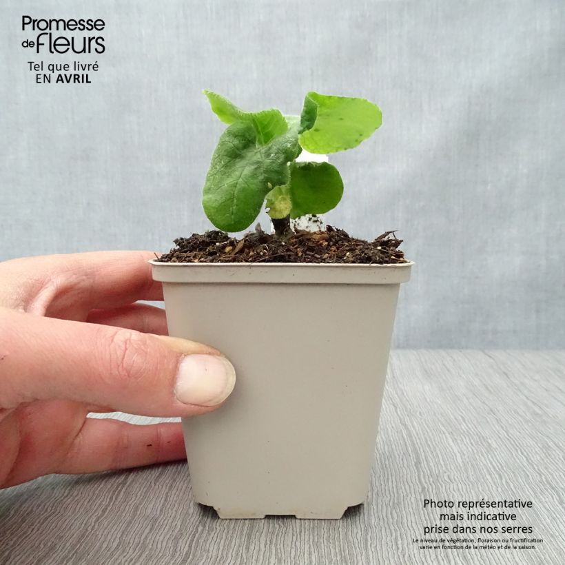 Exemplar von Doronicum pardalianches - Kriechende Gämswurz Kleine Töpfe von 8/9 cm wie im Frühjahr geliefert