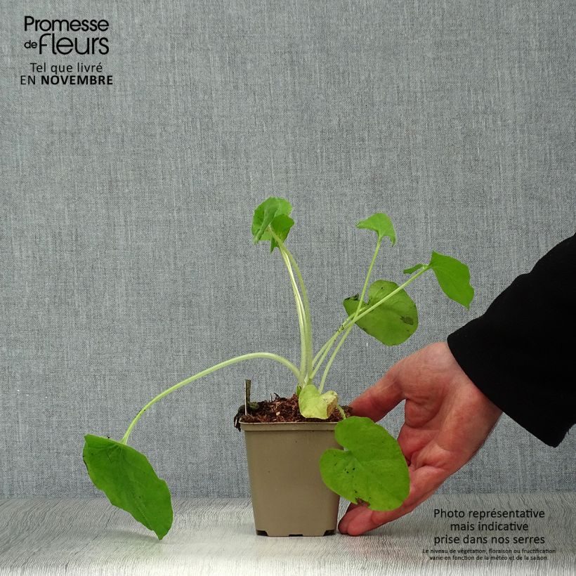 Exemplar von Doronicum pardalianches - Kriechende Gämswurz Kleine Töpfe von 8/9 cm wie im Herbst geliefert