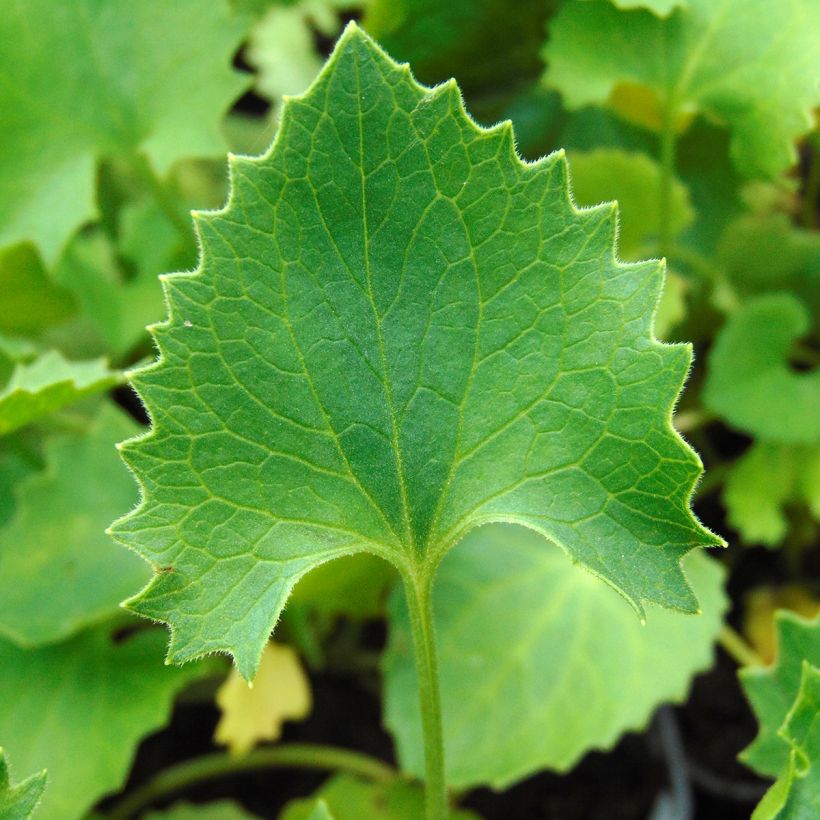 Doronicum orientale Magnificum - Östliche Gämswurz (Laub)