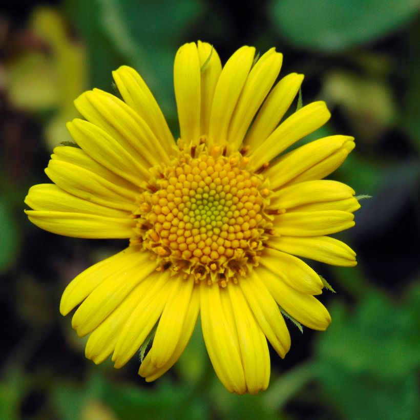 Doronicum orientale Magnificum - Östliche Gämswurz (Blüte)