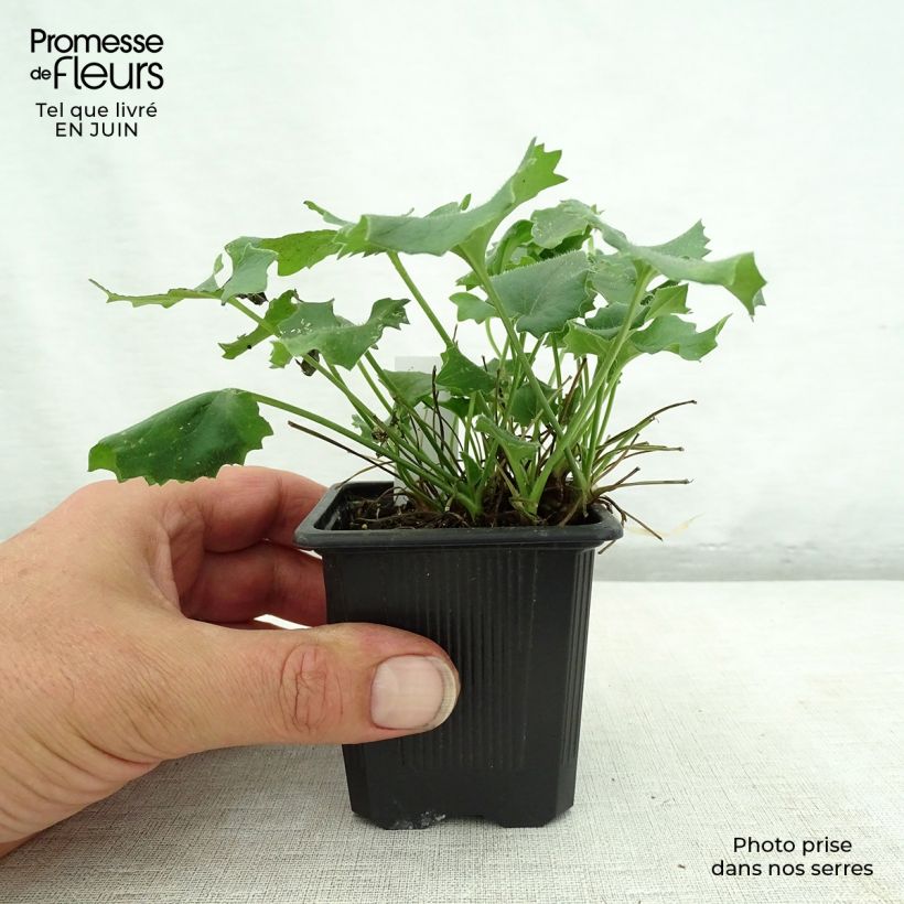 Exemplar von Doronicum orientale Magnificum - Östliche Gämswurz Kleine Töpfe von 8/9 cm wie im Sommer geliefert