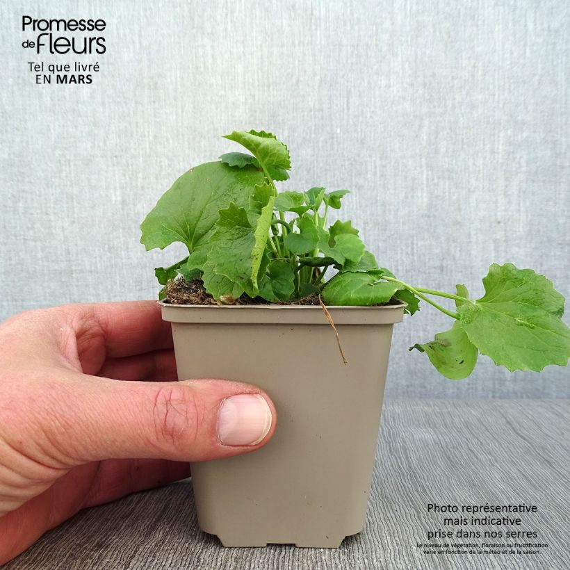 Exemplar von Doronicum orientale Magnificum - Östliche Gämswurz Kleine Töpfe von 8/9 cm wie im Winter geliefert