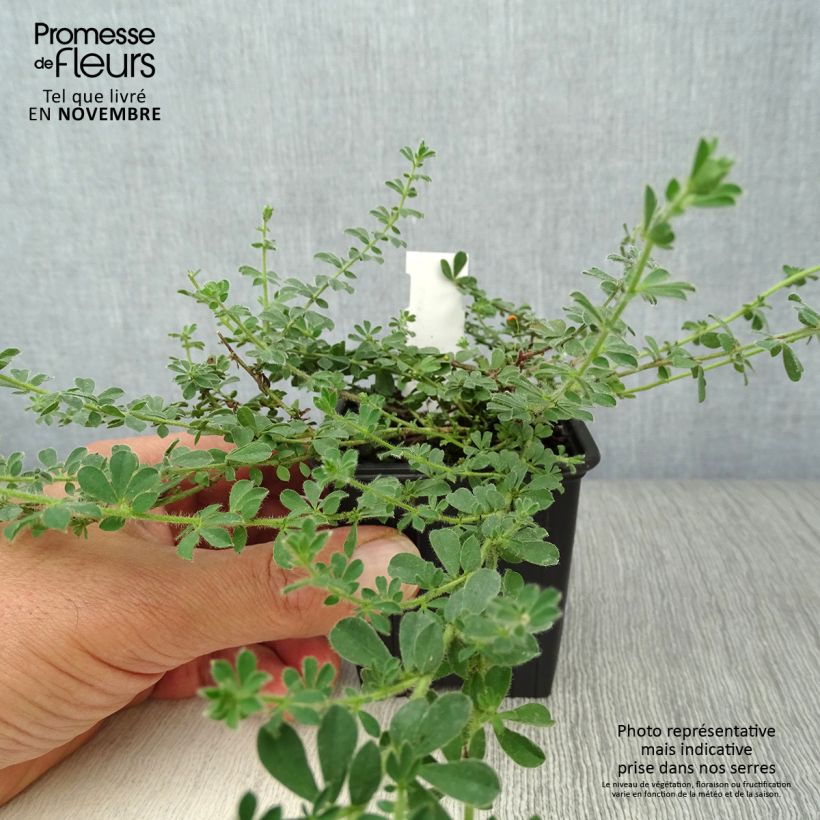 Exemplar von Dorycnium hirsutum - Behaarter Backenklee Kleine Töpfe von 8/9 cm wie im Herbst geliefert