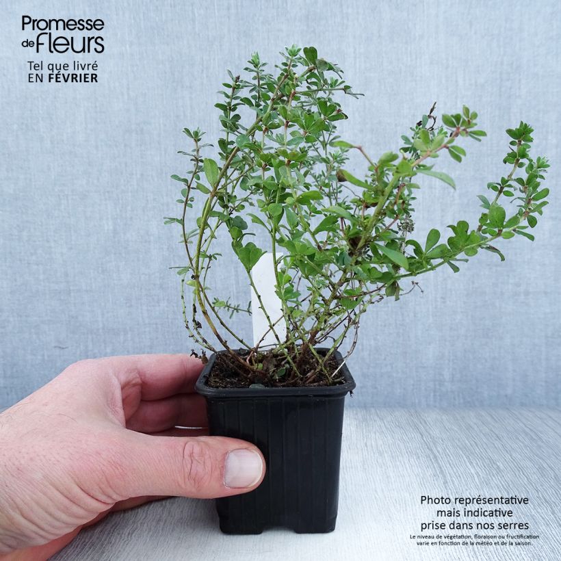 Exemplar von Dorycnium hirsutum - Behaarter Backenklee Kleine Töpfe von 8/9 cm wie im Winter geliefert