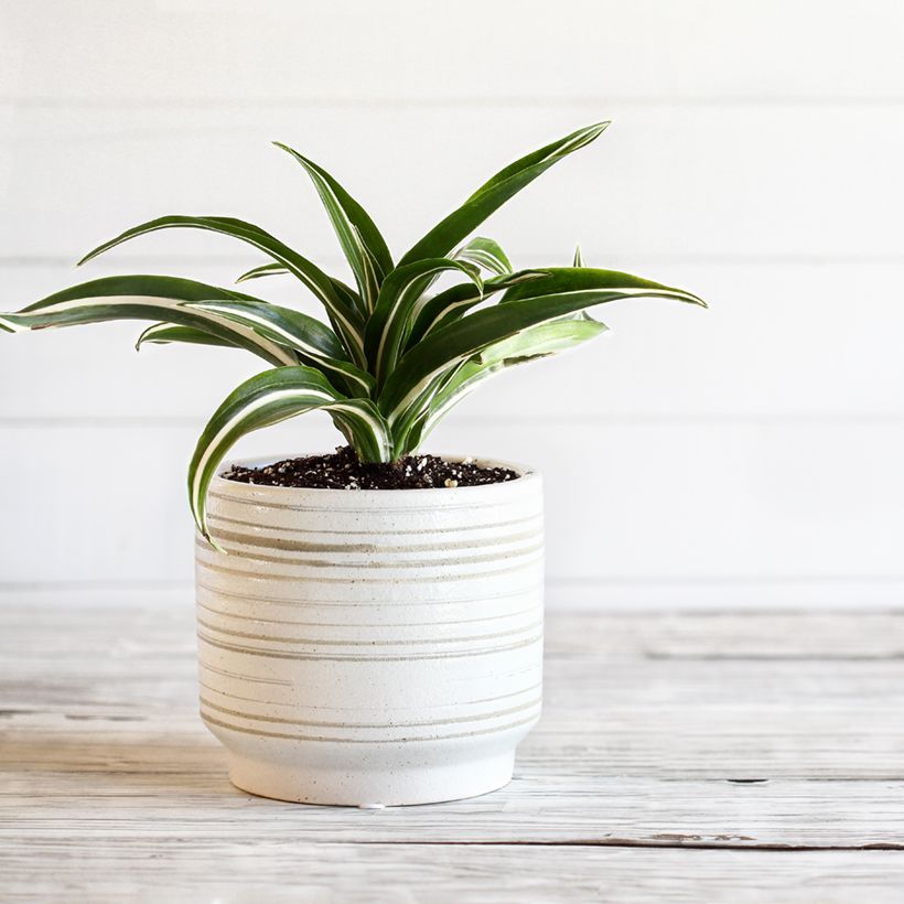 Dracaena White Jewel - Drachenbaum (Hafen)