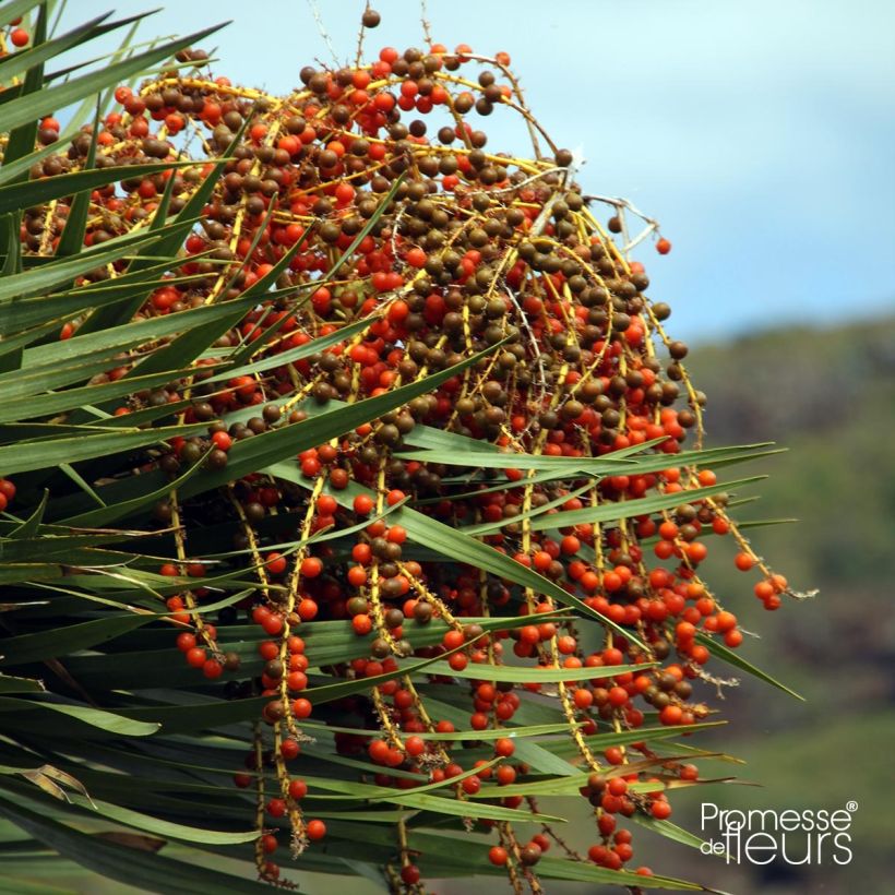 Dracaena draco - Echter Drachenbaum (Ernte)