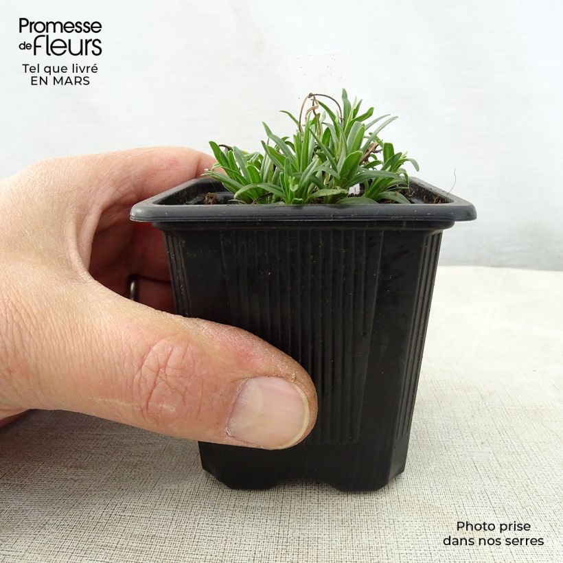 Exemplar von Dracocephalum ruyschiana - Nordischer Drachenkopf Kleine Töpfe von 8/9 cm wie im Frühjahr geliefert