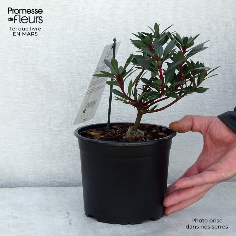 Exemplar von Drimys aromatica Red Spice - Tasmanischer Bergpfeffer Topf mit 2L/3L wie im Winter geliefert