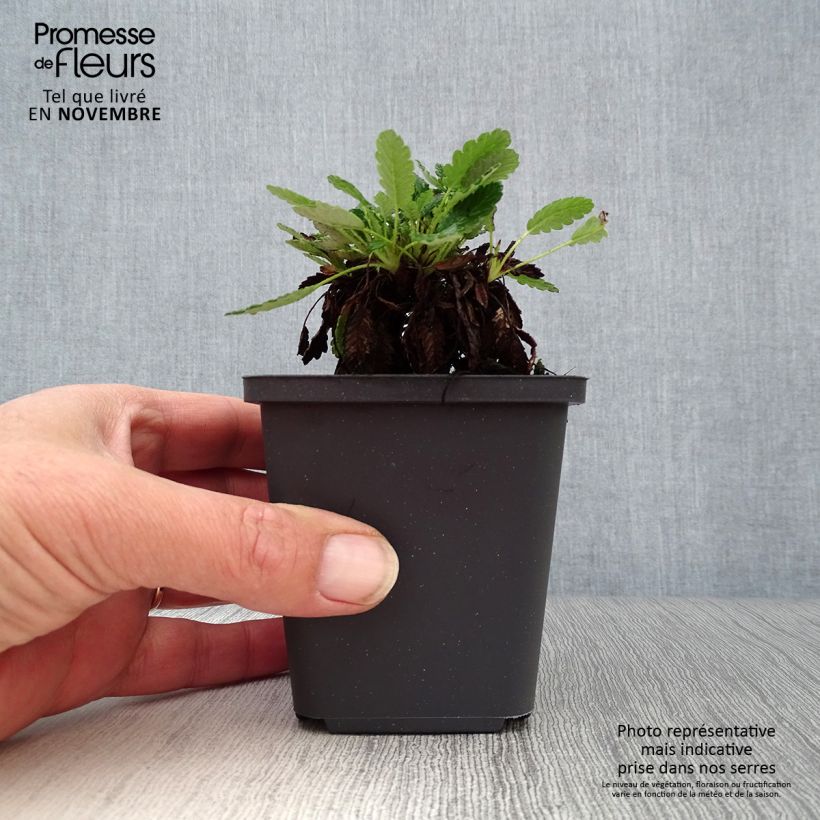 Exemplar von Dryas suendermannii - Sündermann Silberwurz Kleine Töpfe von 8/9 cm wie im Herbst geliefert